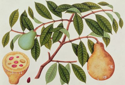 Fruit, from Drawings of Plants from Malacca, c.1805-18 by Chinese School